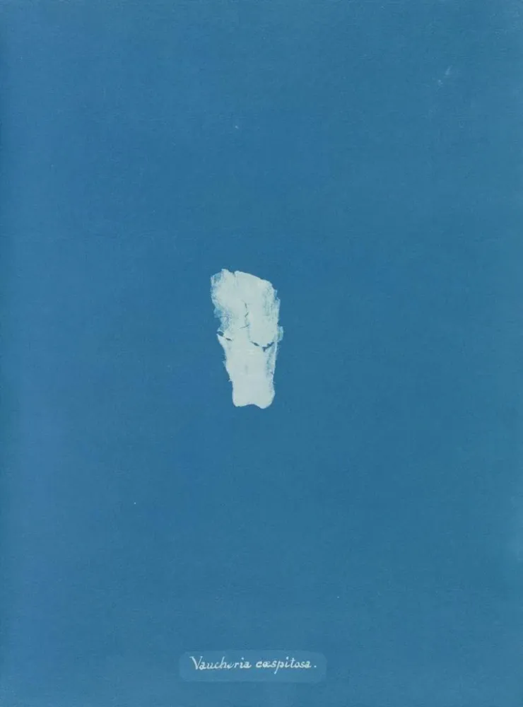 Maalaus Gazon de Vaucheria - Anna Atkins | Taidetuloste