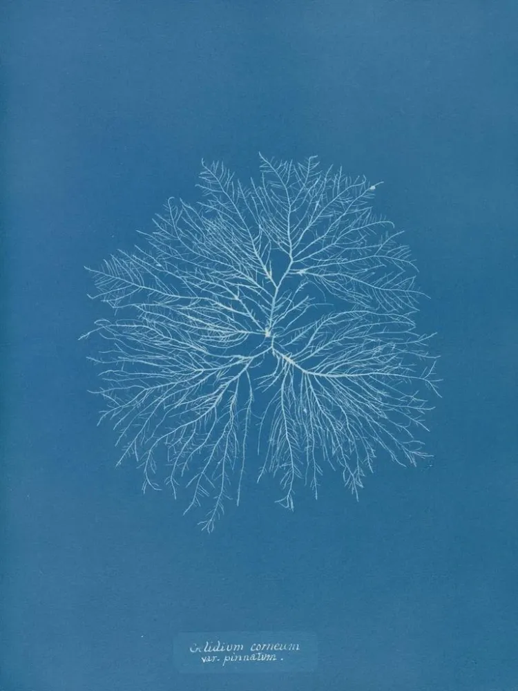 Maalaus Gelideum corneum penné var. - Anna Atkins | Taidetuloste
