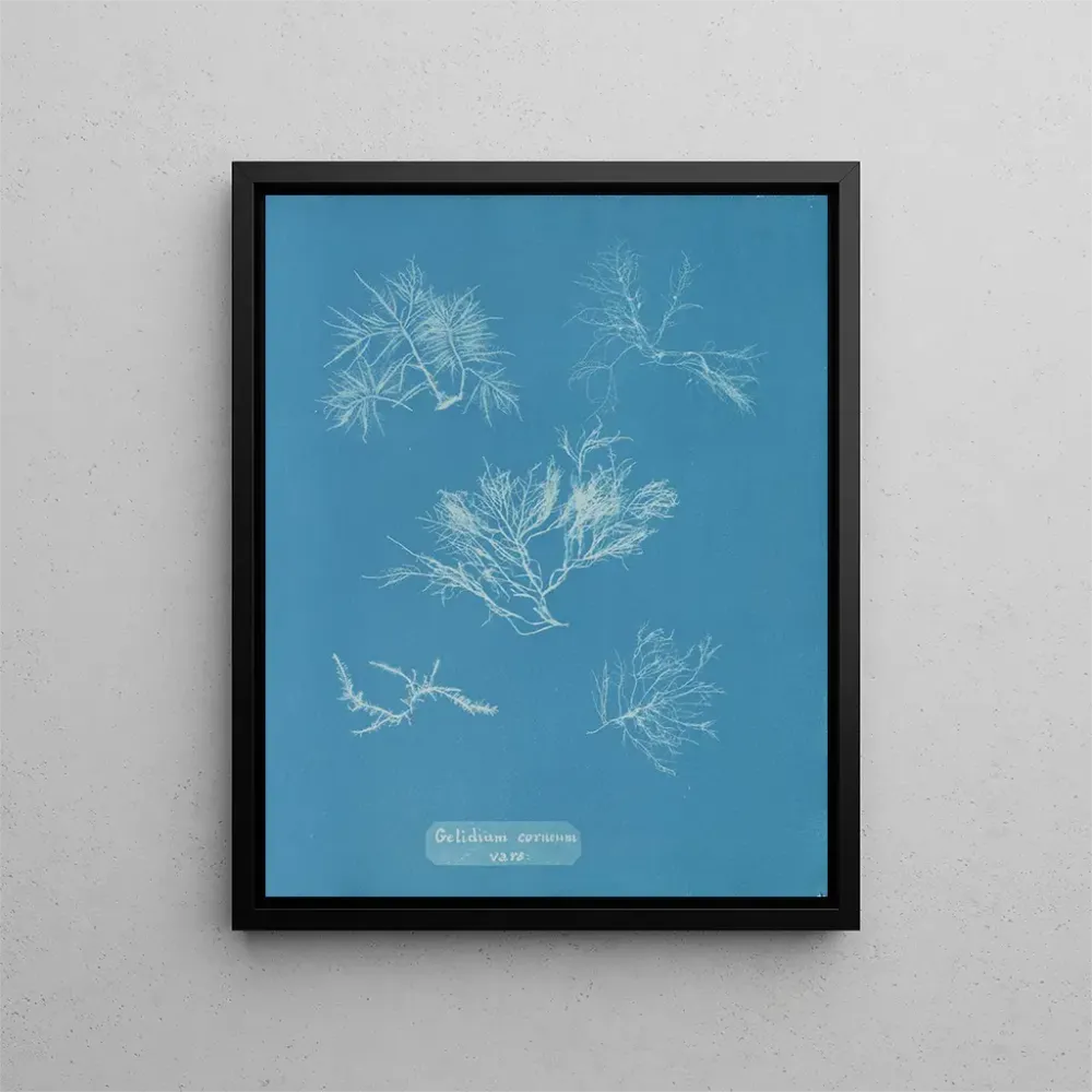 Maalaus Gelidium corneum var. - Anna Atkins | Taidetuloste