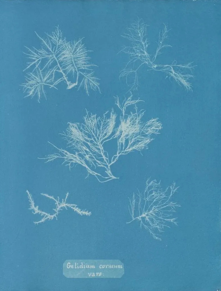 Maalaus Gelidium corneum var. - Anna Atkins | Taidetuloste