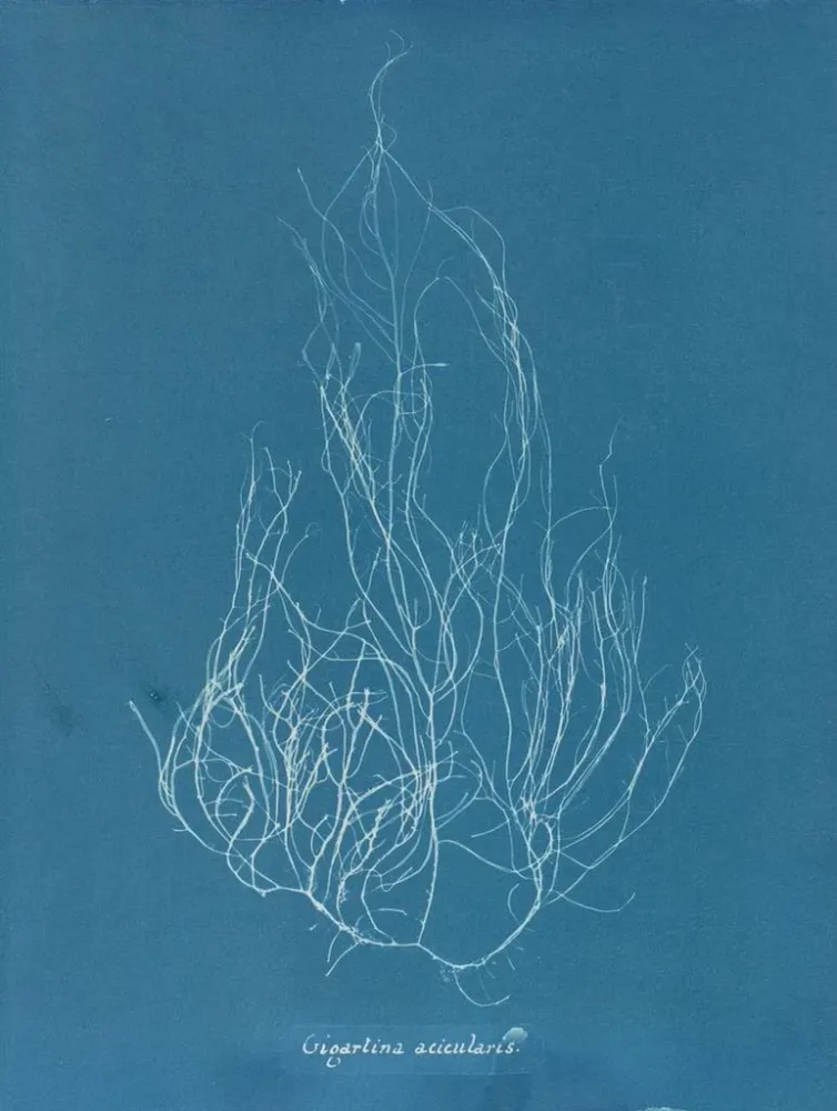 Maalaus Gigartina acicularis - Anna Atkins | Taidetuloste