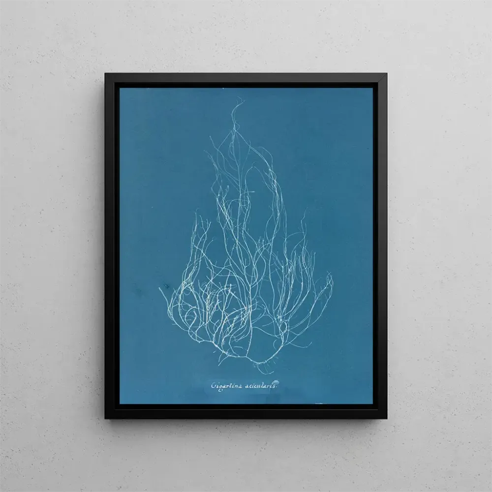 Maalaus Gigartina acicularis - Anna Atkins | Taidetuloste