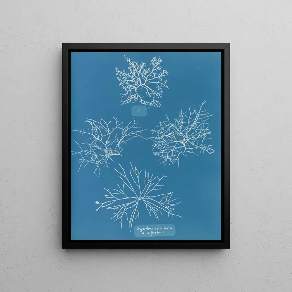 Maalaus Gigartina acicularis de beaux fruits - Anna Atkins | Taidetuloste
