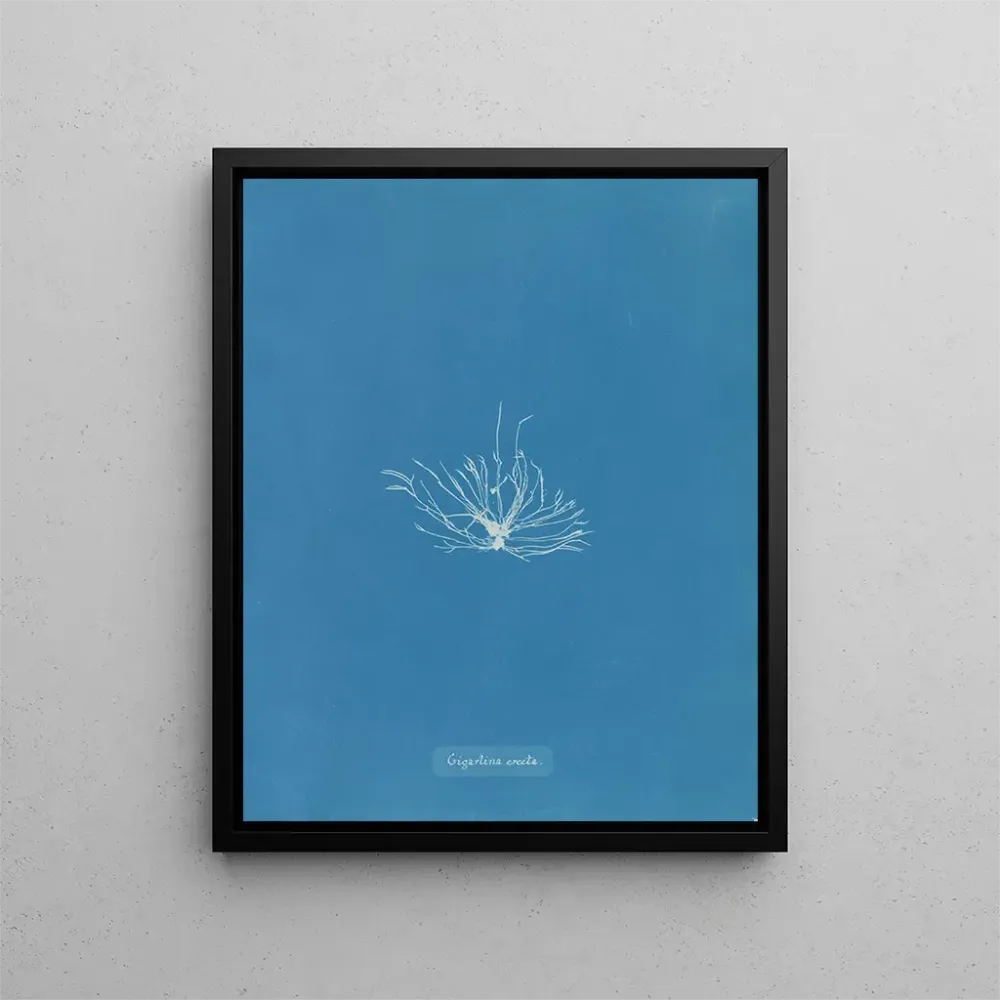 Maalaus Gigartina erecta - Anna Atkins | Taidetuloste