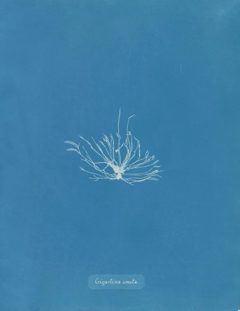 Maalaus Gigartina erecta - Anna Atkins | Taidetuloste