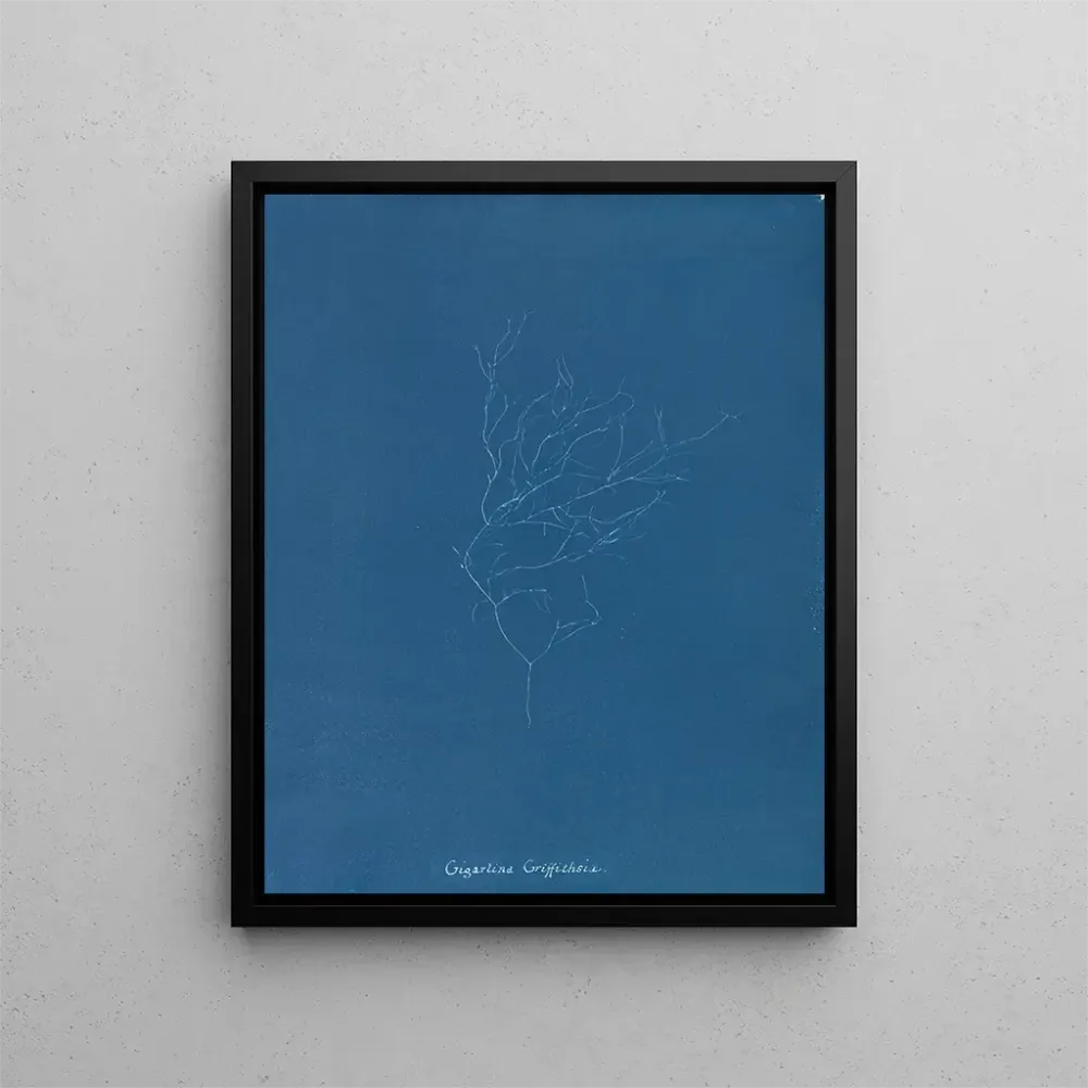 Maalaus Gigartina Griffithsiae - Anna Atkins | Taidetuloste