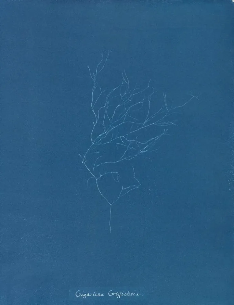Maalaus Gigartina Griffithsiae - Anna Atkins | Taidetuloste