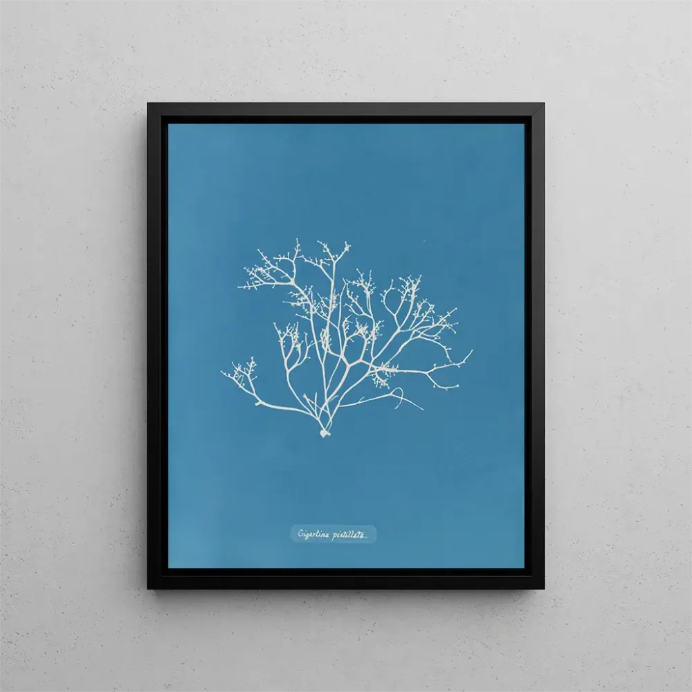 Maalaus Gigartina pistillata - Anna Atkins | Taidetuloste