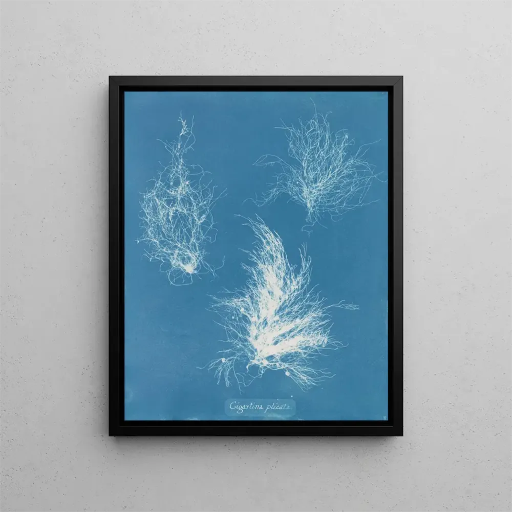 Maalaus Gigartina taiteltu - Anna Atkins | Taidetuloste