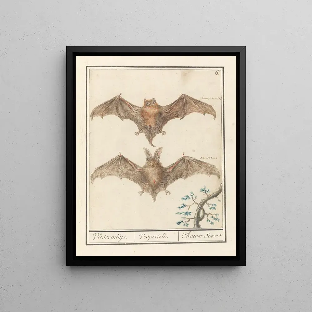 Maalaus Gladneus vleermuis Vespertilionidae Vledermuijs Vespertilio Chauvesouris - Anselmus Botius de Boodt