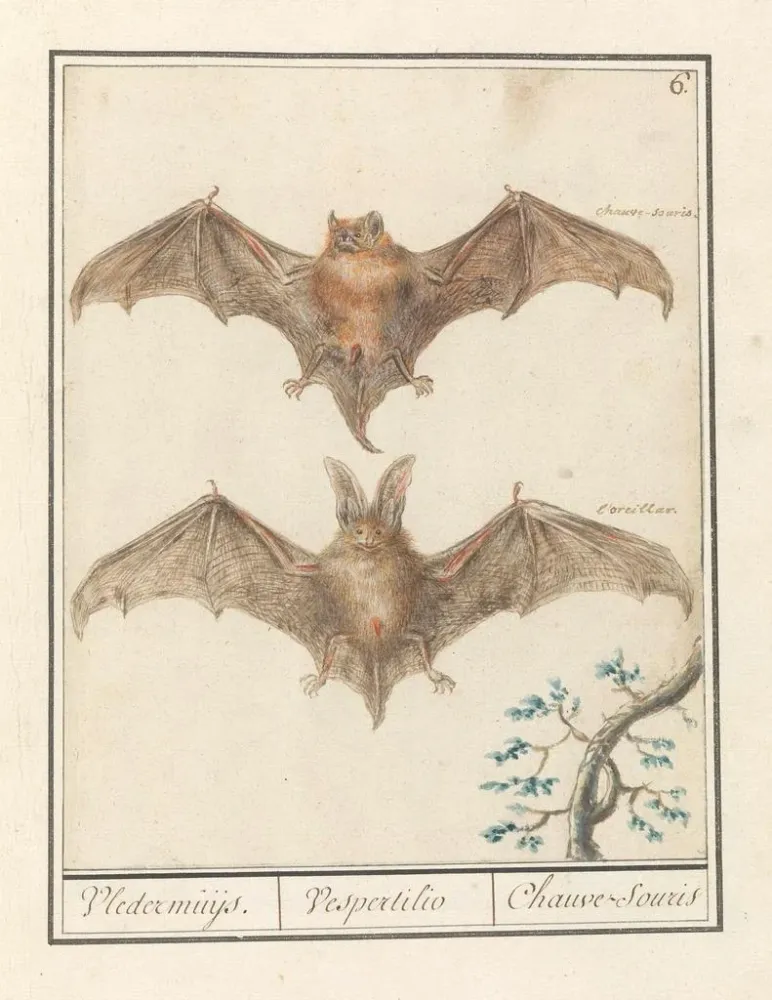 Maalaus Gladneus vleermuis Vespertilionidae Vledermuijs Vespertilio Chauvesouris - Anselmus Botius de Boodt