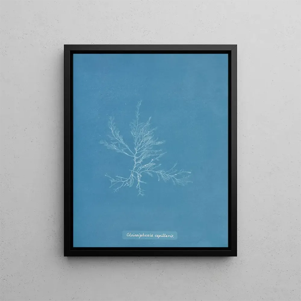 Maalaus Gloiosiphonia capillaris - Anna Atkins | Taidetuloste