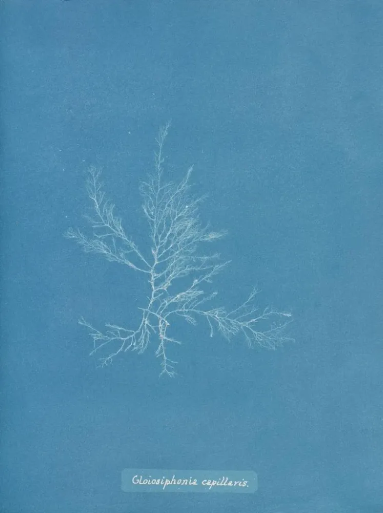 Maalaus Gloiosiphonia capillaris - Anna Atkins | Taidetuloste