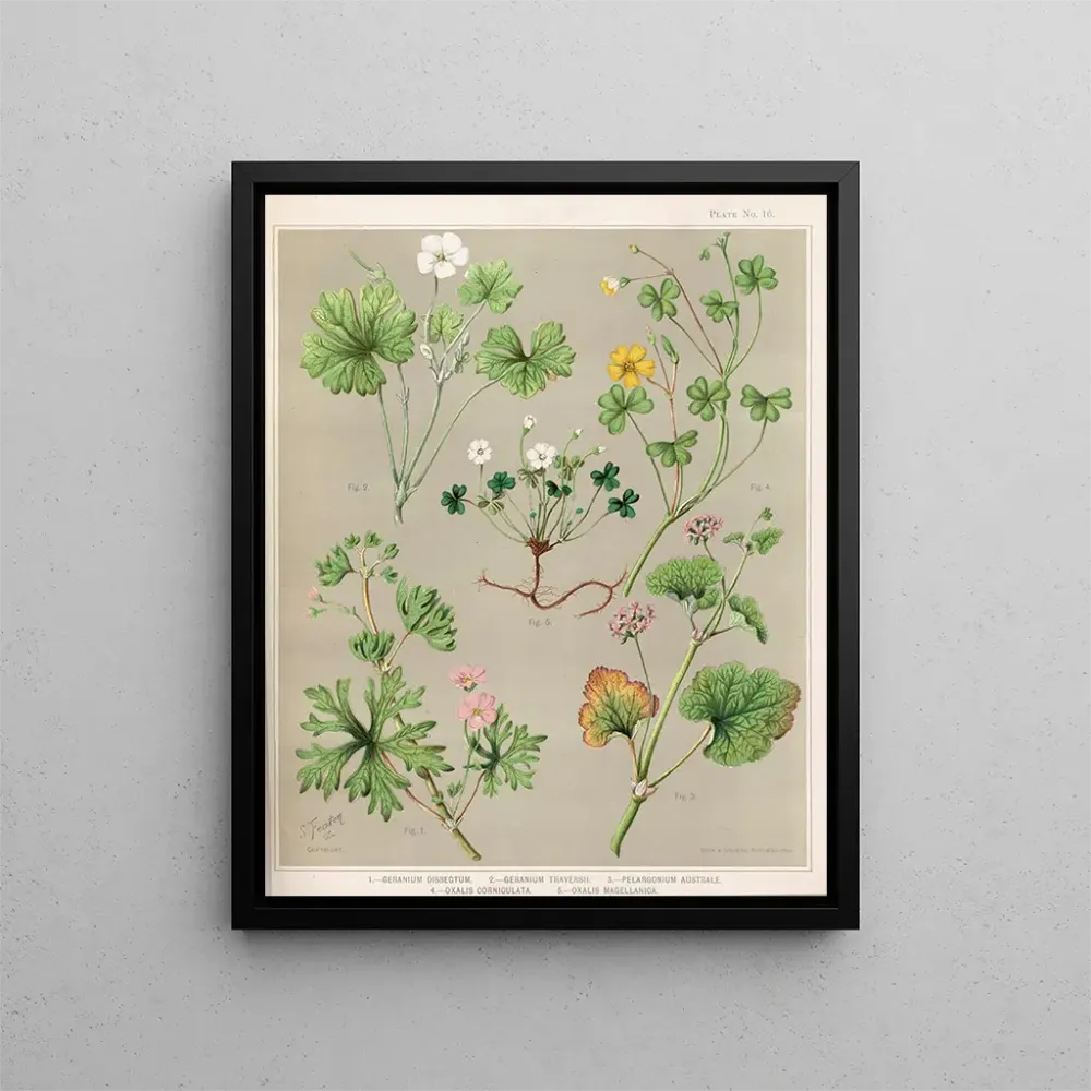 Maalaus 1 Géranium dissectum 2 Géranium traversii 3 Pélargonium australe 4 Oxalis corniculata 5 Oxalis magellanica - Sarah...