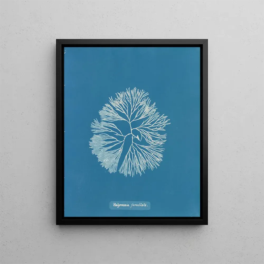 Maalaus Halymenia furcellata - Anna Atkins | Taidetuloste