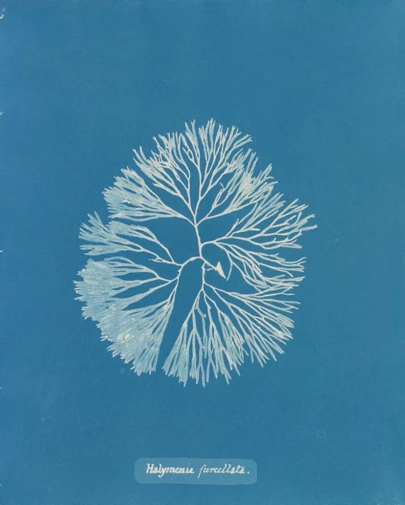 Maalaus Halymenia furcellata - Anna Atkins | Taidetuloste