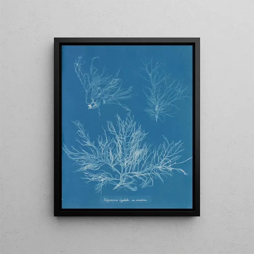 Maalaus Halymenia ligulata var. dichotome - Anna Atkins | Taidetuloste