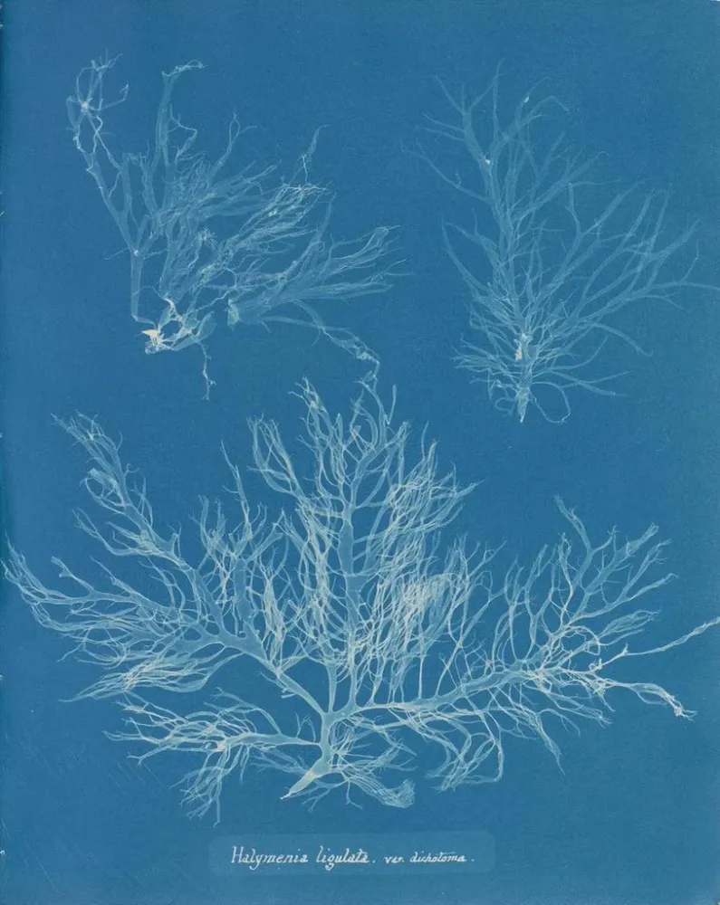 Maalaus Halymenia ligulata var. dichotome - Anna Atkins | Taidetuloste