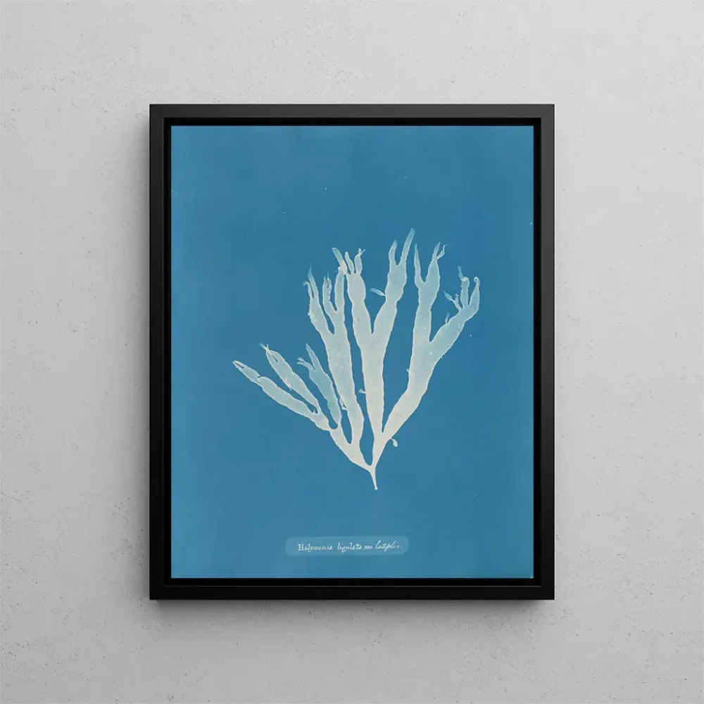 Maalaus Halymenia ligulata var. latifolia - Anna Atkins | Taidetuloste