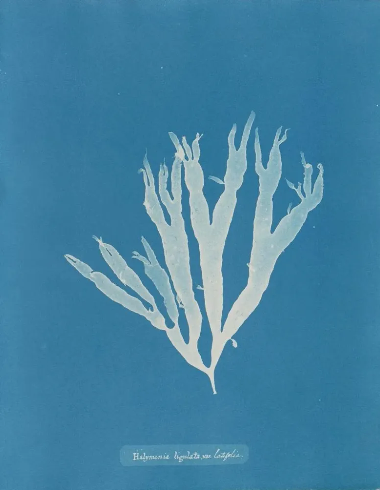 Maalaus Halymenia ligulata var. latifolia - Anna Atkins | Taidetuloste
