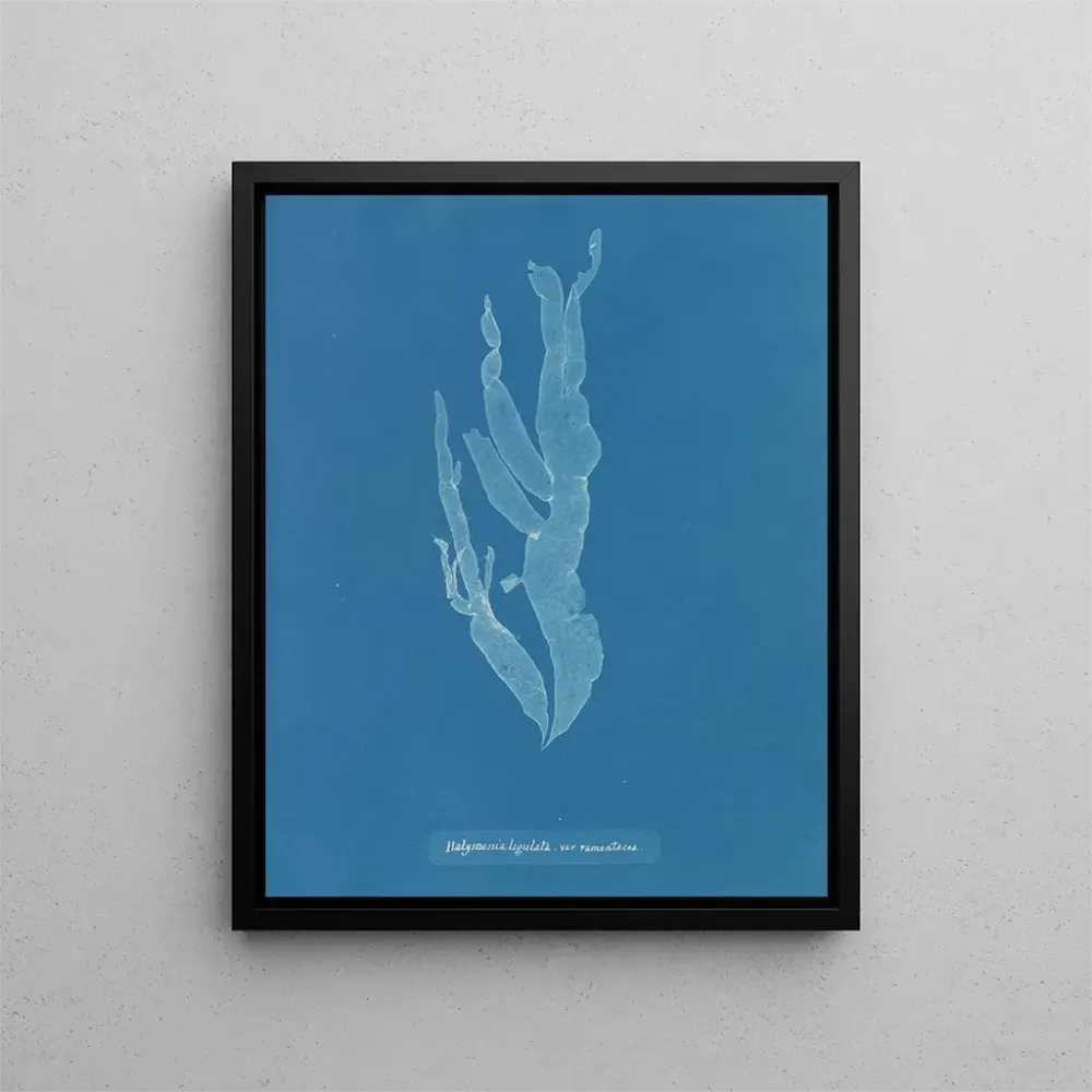 Maalaus Halymenia ligulata var. ramentacea - Anna Atkins | Taidetuloste