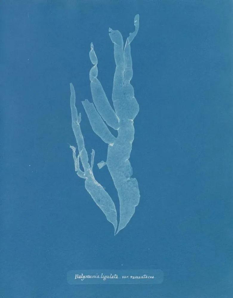Maalaus Halymenia ligulata var. ramentacea - Anna Atkins | Taidetuloste