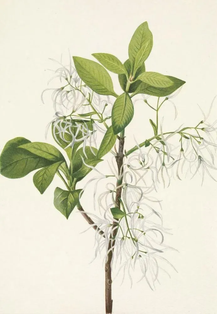 Maalaus Hapsupuu Chionanthus virginica - Mary Vaux Walcott | Taidetuloste