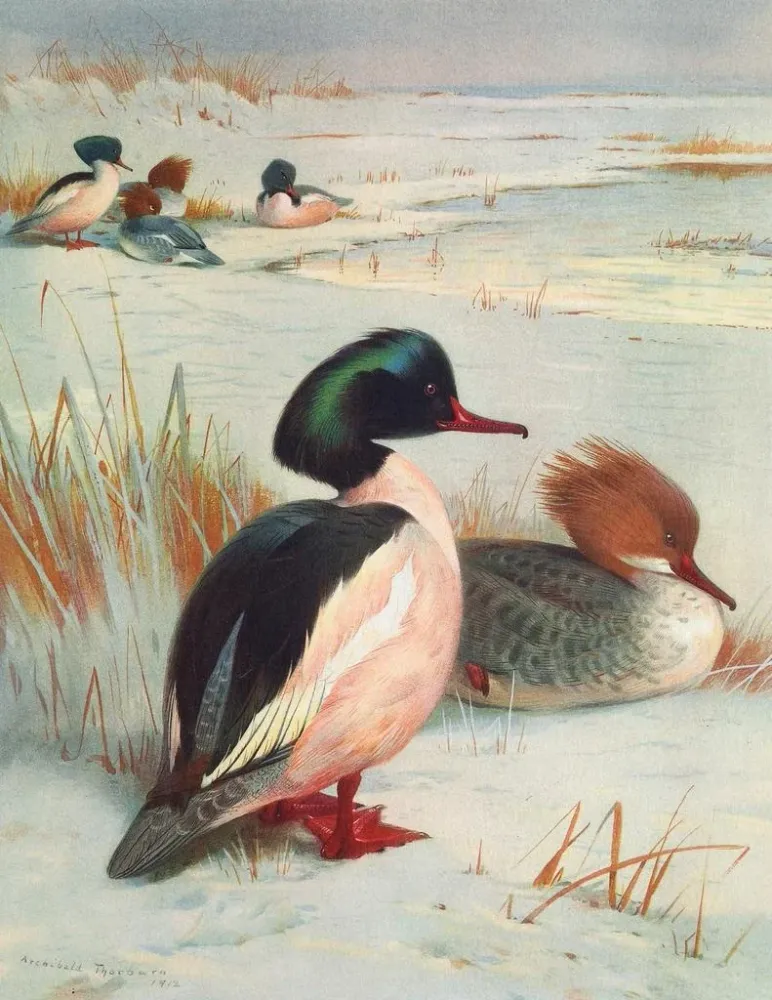 Maalaus Harle bièvre - Archibald Thorburn | Taidetuloste