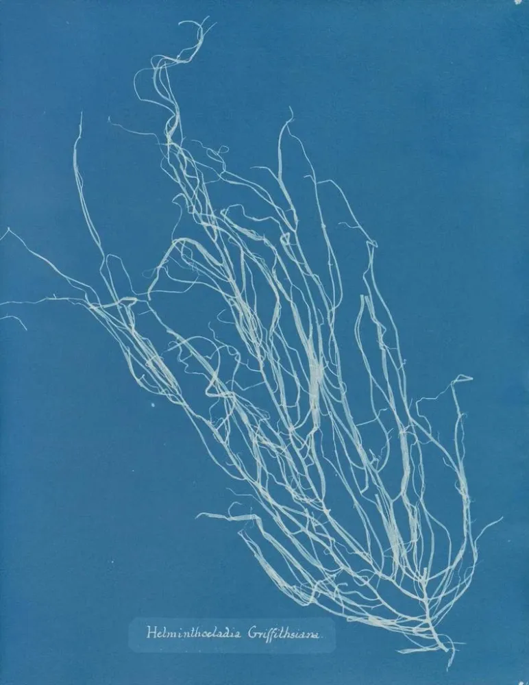 Maalaus Helminthocladia Griffithsiana - Anna Atkins | Taidetuloste