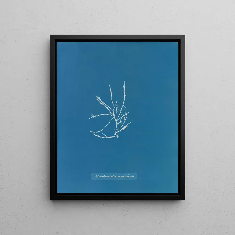 Maalaus Helminthocladia vermicularis - Anna Atkins | Taidetuloste