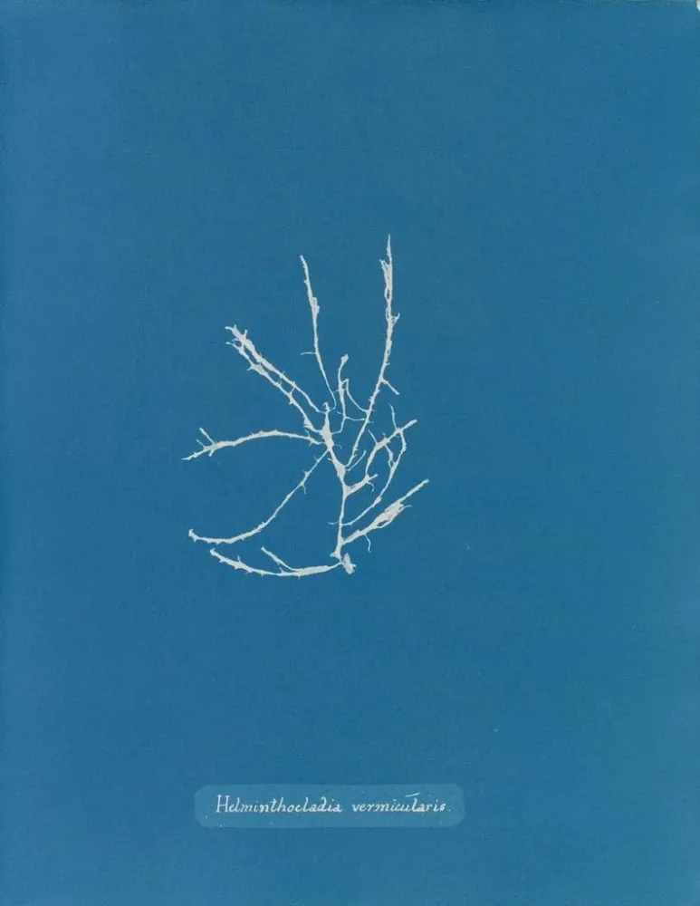 Maalaus Helminthocladia vermicularis - Anna Atkins | Taidetuloste