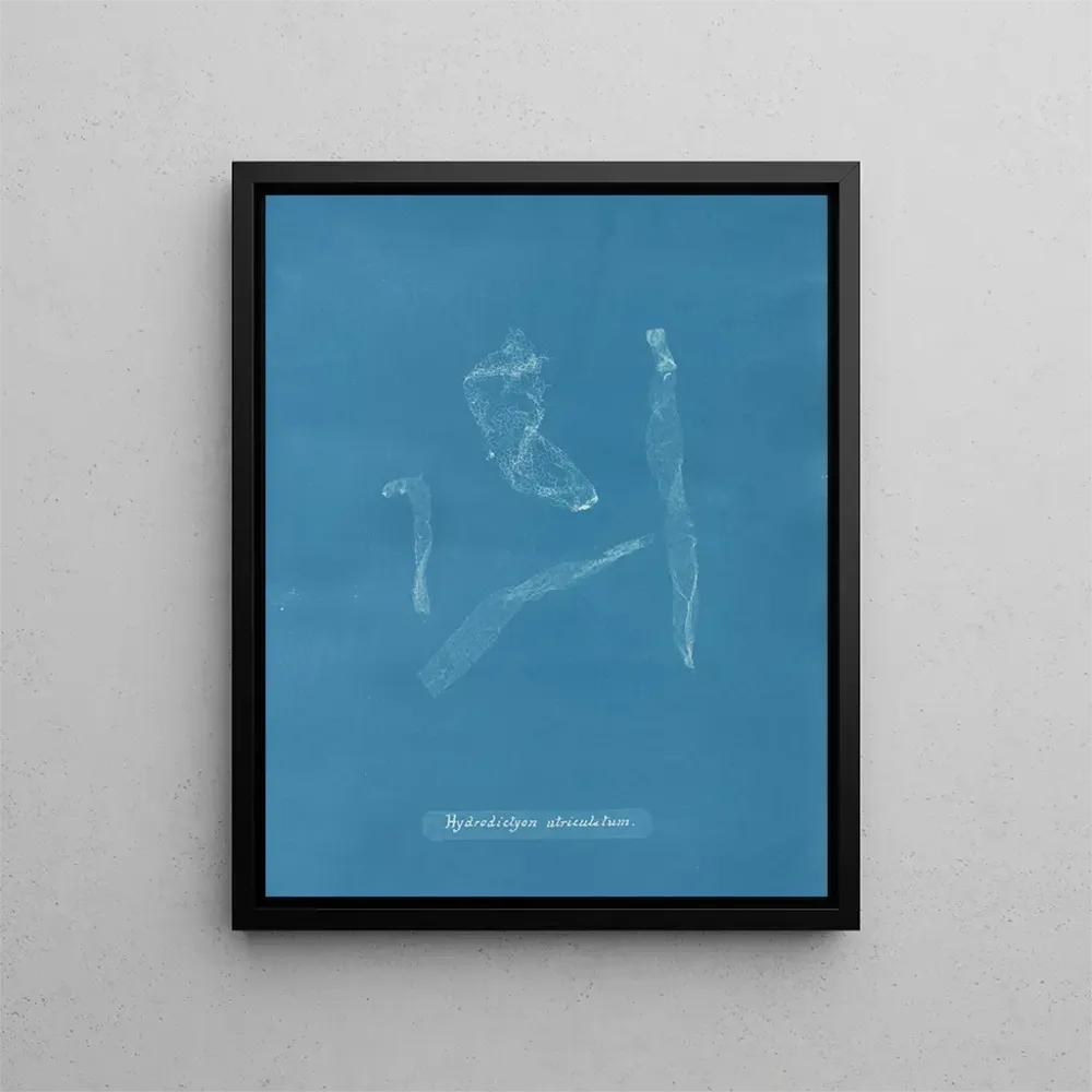Maalaus Hydrodictyon utriculatum - Anna Atkins | Taidetuloste