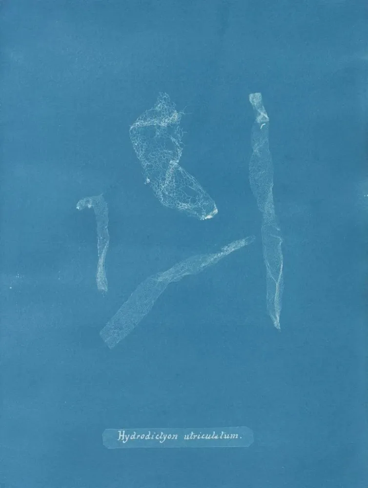 Maalaus Hydrodictyon utriculatum - Anna Atkins | Taidetuloste