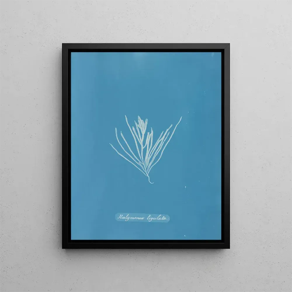 Maalaus Hylemenia ligulata - Anna Atkins | Taidetuloste