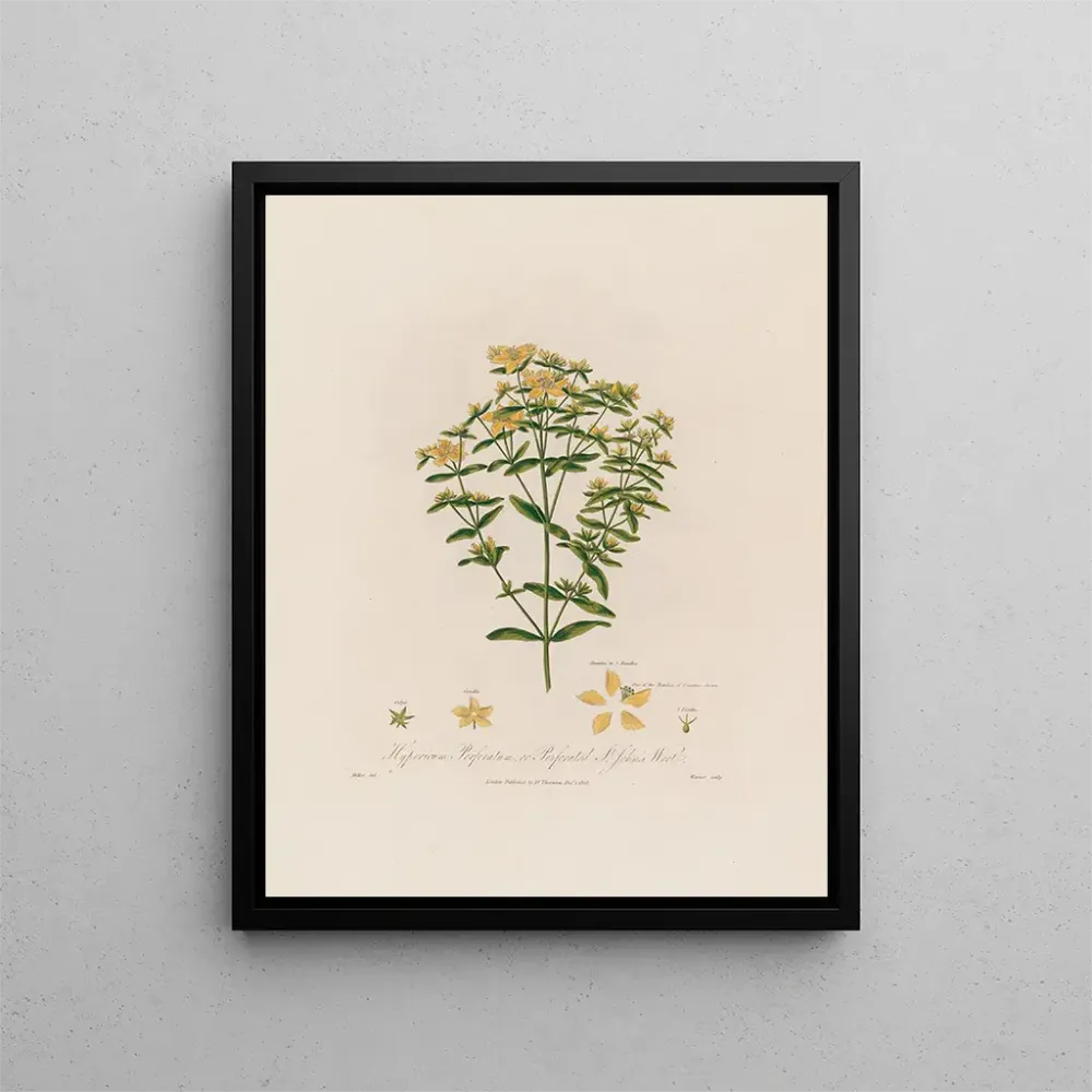Maalaus Hypericum perforatum ou millepertuis perforé - Robert John Thornton | Taidetuloste