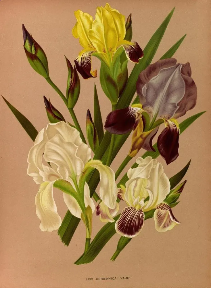 Maalaus Iris germanica - Arentina Hendrica Arendsen | Taidetuloste