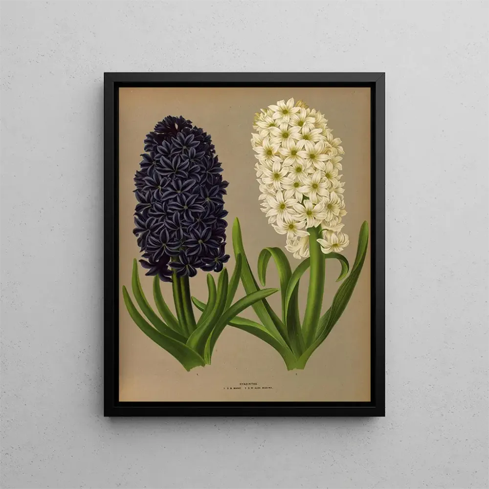 Maalaus Jacinthes 11 - Arentina Hendrica Arendsen | Taidetuloste