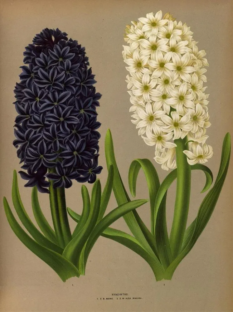 Maalaus Jacinthes 11 - Arentina Hendrica Arendsen | Taidetuloste