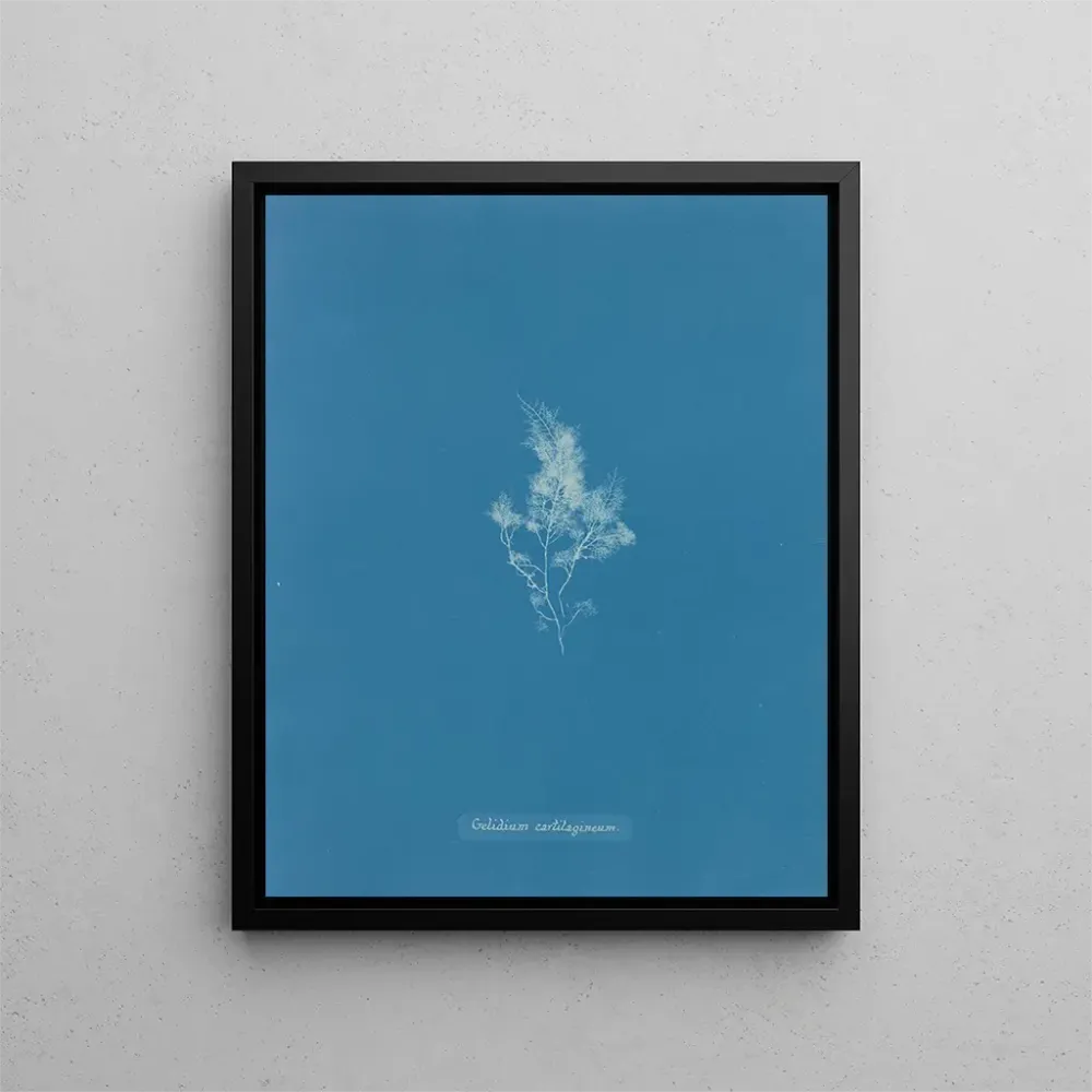 Maalaus Jäähdytetty rustokudos - Anna Atkins | Taidetuloste