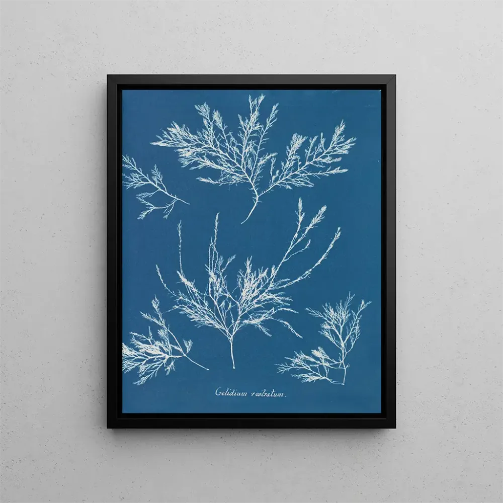 Maalaus Jääkristallit nenän päällä - Anna Atkins | Taidetuloste