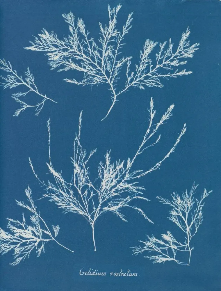 Maalaus Jääkristallit nenän päällä - Anna Atkins | Taidetuloste
