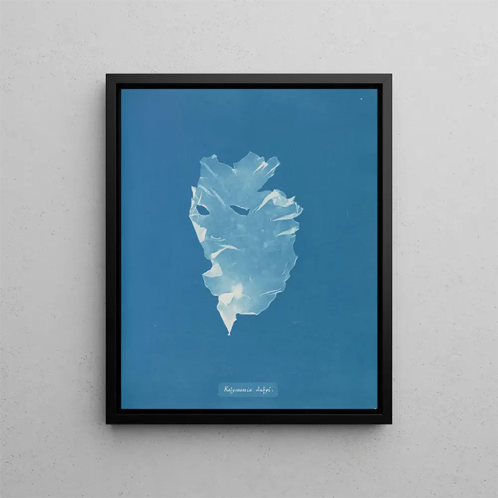 Maalaus Kalymenia Dubyi - Anna Atkins | Taidetuloste