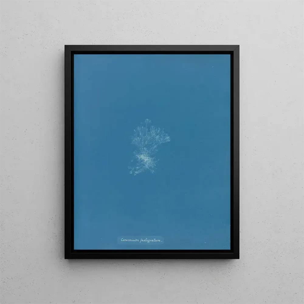 Maalaus Katto keramiikasta - Anna Atkins | Taidetuloste