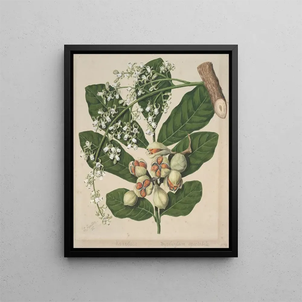 Maalaus KoheKohe Dysoxylum spectabile - Sarah Featon | Taidetuloste