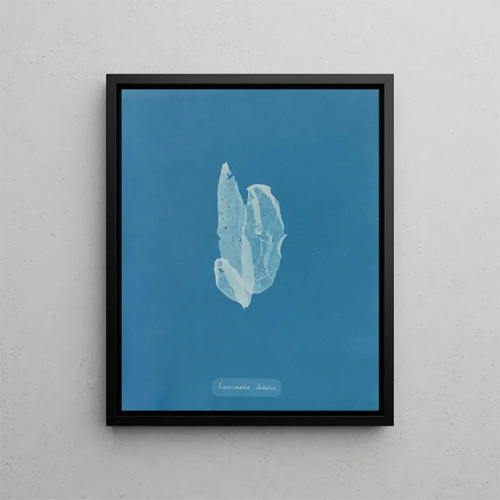 Maalaus La laminaire est faible - Anna Atkins | Taidetuloste
