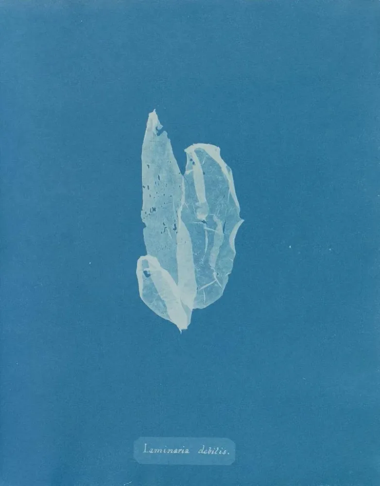 Maalaus La laminaire est faible - Anna Atkins | Taidetuloste
