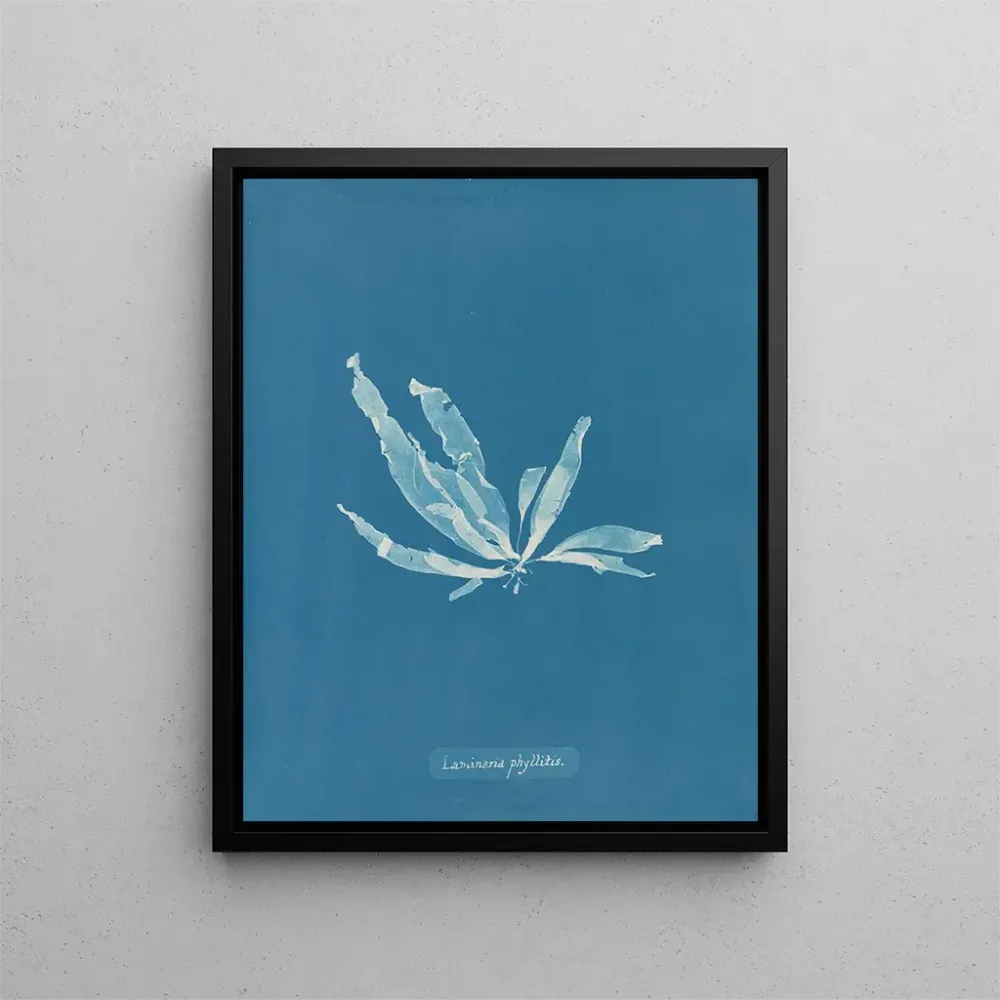 Maalaus Laminaria phyllitis - Anna Atkins | Taidetuloste