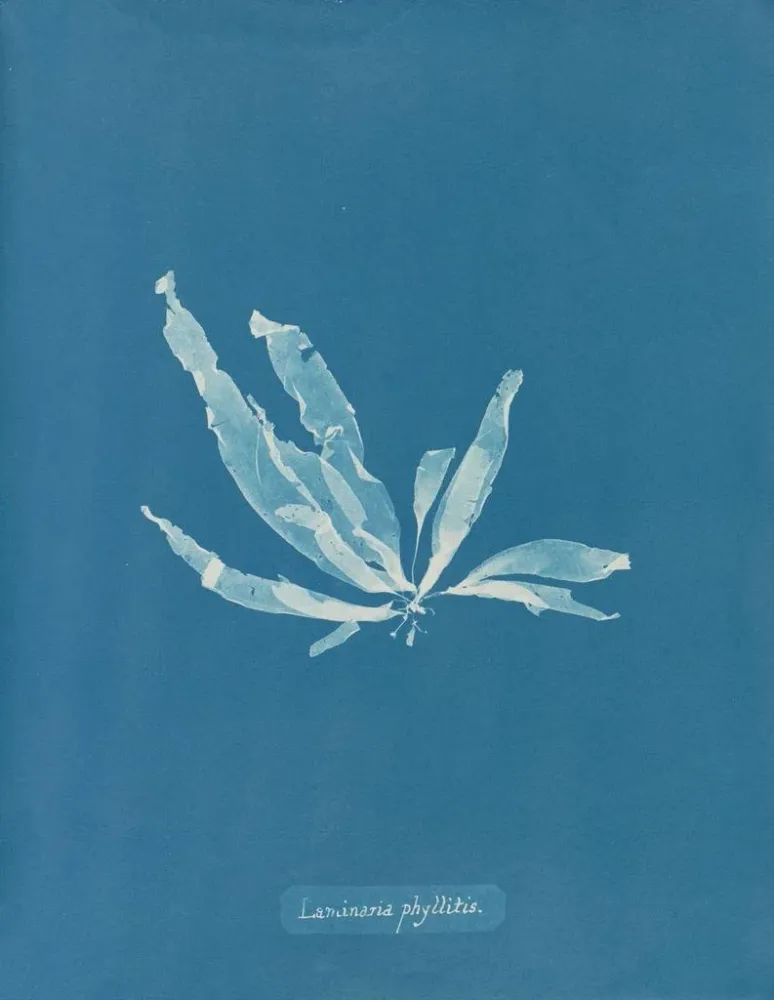 Maalaus Laminaria phyllitis - Anna Atkins | Taidetuloste
