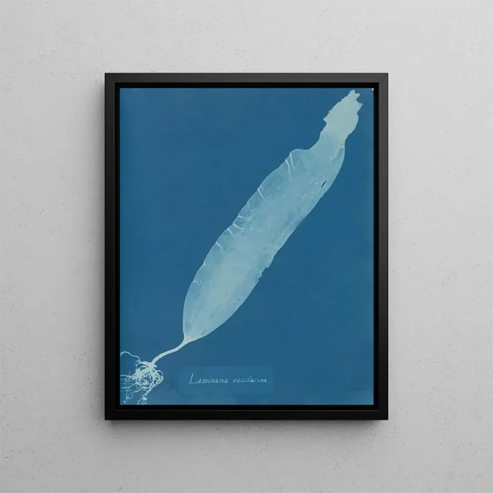 Maalaus Laminaria saccharina - Anna Atkins | Taidetuloste