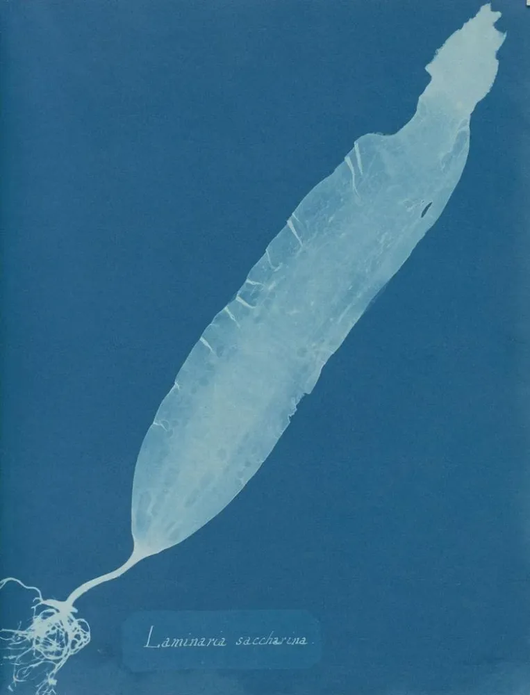 Maalaus Laminaria saccharina - Anna Atkins | Taidetuloste